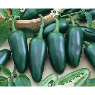 เมล็ดพริกจาราปิโน่ (Jalapeno Pepper) 100 มล็ด พริกแม็กซิกัน สายพันธุ์ OP