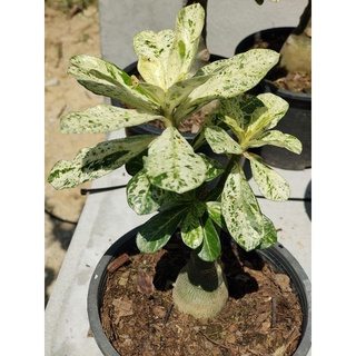 ชวนชมด่าง Adenium obesum