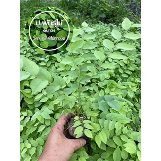 ต้นมะยม ไม้มงคล สูง 10เซน ‼️หากเสียหายเครมฟรี ไม่มีค่าใช้จ่า…