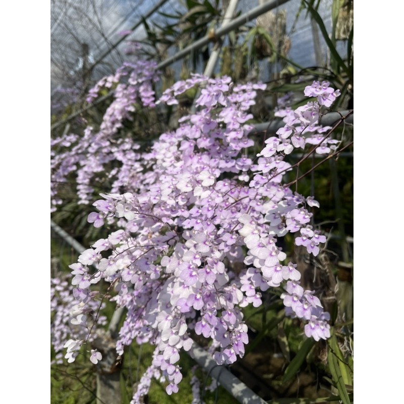 ไอโอ (ionopsis utricularioides)