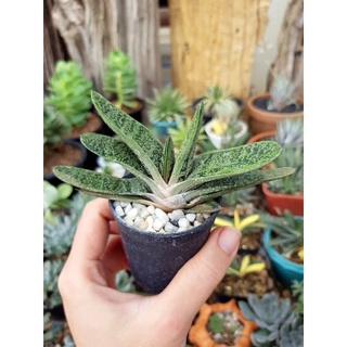 Gasteria Little Warty