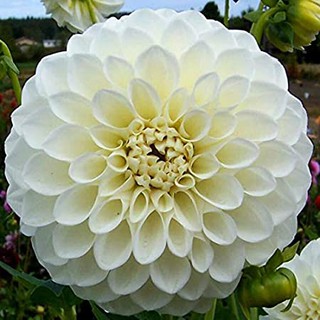 รักเร่ Dahlia สายพันธุ์ Boom Boom White นำเข้าจากเนเธอร์แลน หัวสดใหม่ 1 หัว/ออเดอร์