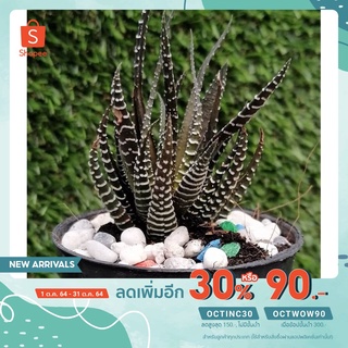 ไก่ต็อก แคคคัส ฮาโวเทีย Haworthia ส่งต้นไม่มีกระถาง