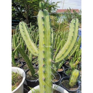 ตอบลูยักษ์​ ตัดสด Myrtillocactus geometrizansCactus แคคตัส กระบองเพชร ไม้อวบน้ำ ไม้กราฟ ราคาถูก​ ตอบลู ตอกราฟ ตอ