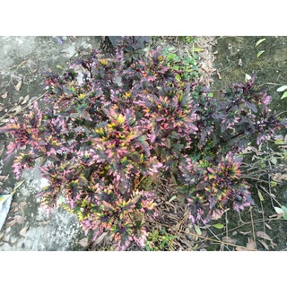 ฤาษีผสมม่วงเขียวขสยเป็นกิ่งตัดสดส่งชำโอเอซิสเริ่มกัดชมพูลายสีจะกัดสีมากช่วงหน้าหนาว
