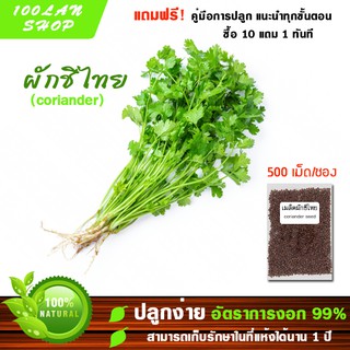 (ซื้อ10แถม1)เมล็ดผักชีไทย ผักชี 10 กรัม 500 – 700 เมล็ด