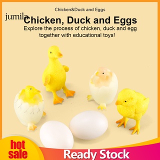 &lt;Jumila&gt; โมเดลวงจรชีวิตไก่ น้ําหนักเบา สําหรับเด็ก