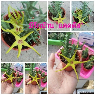 เก๋งจีน ดอกปลาดาวสีเหลือง Orbea caudata🌵พร้อมส่ง