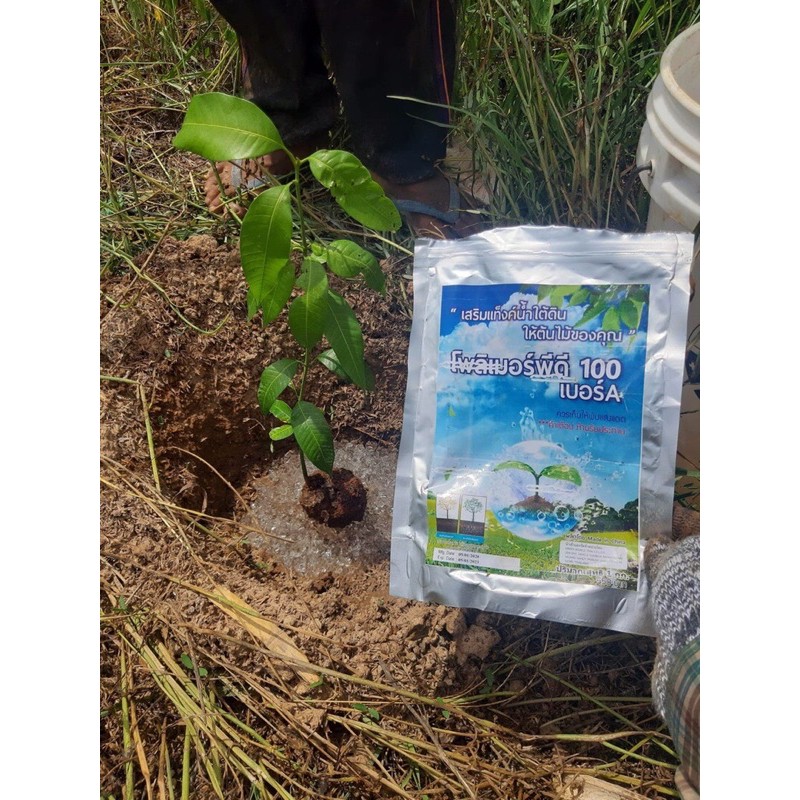 โพลิเมอร์พีดี100 เม็ดกลางยอดนิยม 5ก.ก ราคาพิเศษเบอร์A สารอุ้มน้ำของคนปลูกต้นไม้ตัวจริง - รูปที่ 2