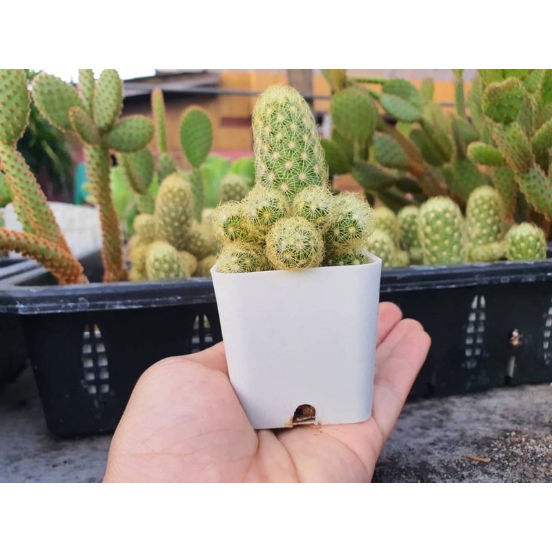 🪴"นิ้วทอง" (Mammillaria Elongate) แคคตัส กระบองเพชร cactus  แคคตัส ไม้อวบน้ำ