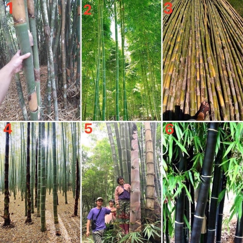 เมล็ดพันธุ์ ไผ่ (Bamboo Seed) มีให้เลือก 6 แบบค่ะ จำนวนเมล็ดอยู่ที่รายละเอียดสินค้าค่ะ