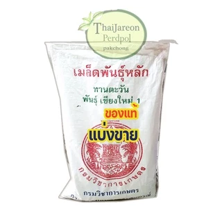 เมล็ดดอกทานตะวันดอกใหญ่ ปลูกดอกสวยงาม สายพันธุ์เชียงใหม่1 ขายเป็นกิโลกรัม