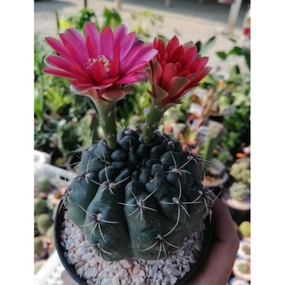 ยิมโน โอโช แคคตัส Gymnocalycium ochoterenae ในกระถาง 2 นิ้ว ส่งต้นพร้อมกระถาง