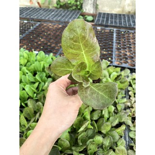 สลัด เรดคอส (Red Cos Lettuce)  ต้นกล้าพร้อมปลูก  กล้าละ 10 บาท