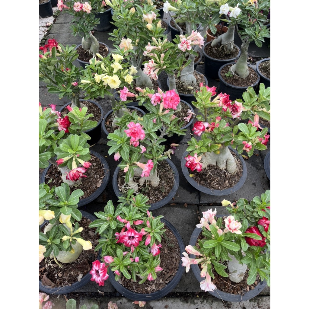 มุมมอง 8