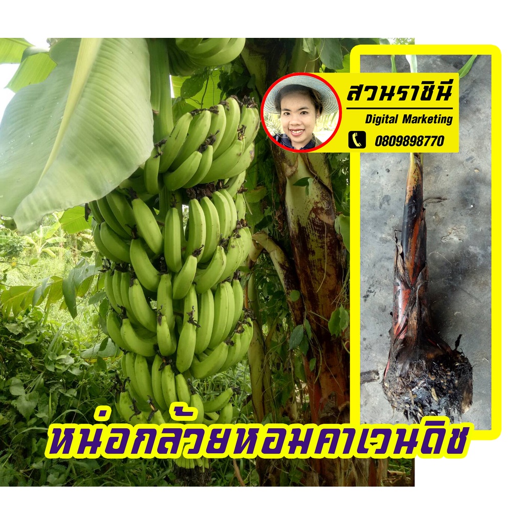 (1หน่อ) กล้วยหอมคาเวนดิช หน่อกล้วยหอม กล้วยคาเวนดิช เป็นกล้วยที่ทุกประเทศในโลกทำเพื่อส่งออกรวมทั้งไทย ดกมาก (1หน่อ)