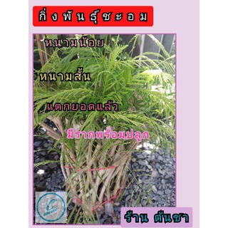 🌈 กิ่งชะอม มีราก เริ่มแตกยอด พันธุ์หนามน้อย ลงปลูกได้เลย