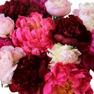 20 เมล็ด เมล็ดโบตั๋น ดอกโบตั๋น ดอกพีโอนี (Peony) คละสี