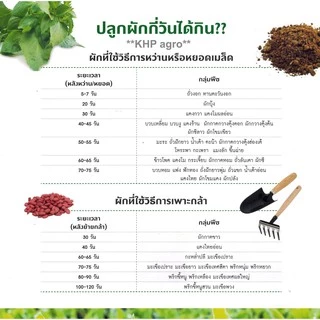 เมล็ดพันธุ์ ผักใบ ชุดที่ 1 เจียไต๋(ซอง) ผักสวนครัว เมล็ดผัก เมล็ดพันธุ์พืช ผักบุ้ง คะน้า ผักชี กวางตุ้งฯ **Best Seller**