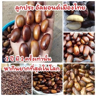 ลูกกะลูกประหาทานยากแบบคั่วพร้อมทานแพ็ค1000กรัม