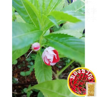 Balsam seeds/Balsam duoble rose flower/Candy Balsamแอปเปิ้ล/สร้อยข้อมือ/สวน/​​กระโปรง/เมล็ดพืช/เด็ก/มะละกอ/seeds/บ้านและ