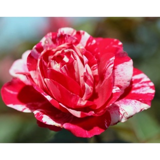 30 เมล็ด กุหลาบ สตาร์แอนด์สไตร้พส์ Tiger Striped Rose Seeds สี แดง-ชมพู ดอกใหญ่ นำเข้าพร้อมคู่มือ