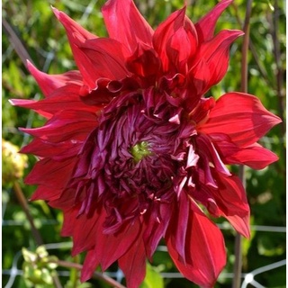 1 หัว/ออเดอร์ รักเร่ Dahlia สายพันธุ์ Creve Coeur หัวรักเร่