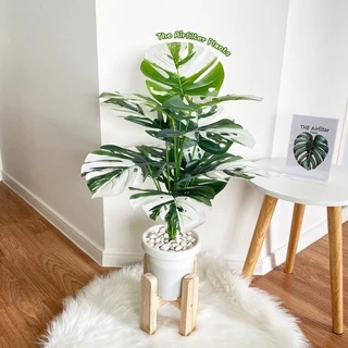 ต้นไม้ปลอม(ฟรี!!หินโรย) ต้นมอนสเตอร่าด่างสูง60-72ซม. ตั้งหน้าทีวี ตั้งพื้นและหัวเตียง ต้นไม้มงคล พร้อมกระถางและหินสีขาว