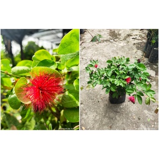 Pokok Calliandra Collections / Powder Puff [REAL PLANT]种子/母婴/玫瑰/seeds/木瓜/花园/儿童/苹果/芹菜/裙子/ 32SD