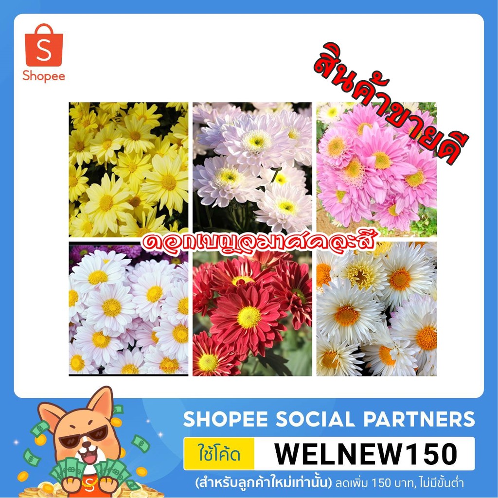 (ซื้อ3 ซอง แถม 1 ซอง ) เมล็ดดอกเบญจมาศคละสี จำนวน 1000 /ซอง
