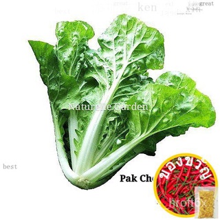 Benih Sayur Pak Choy Kerinting Ong King Seed Benih Sayur Vegetable Seed 4g per pack上衣/种子/玫瑰/木瓜/文胸/园艺/香菜/裙子/内裤/seeds/ 1YG