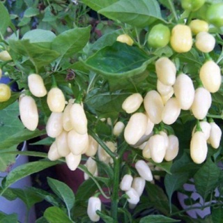 เมล็ดพันธุ์ พริกฮาบาเนโร่ สีขาว (White Habanero Pepper Seed) ความเผ็ดที่ 1-2 แสน SHU บรรจุ 5