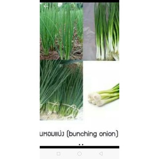 เมล็ดพันธุ์หอมแบ่งพร้อมปลูกขนาด600เม็ด40บาท