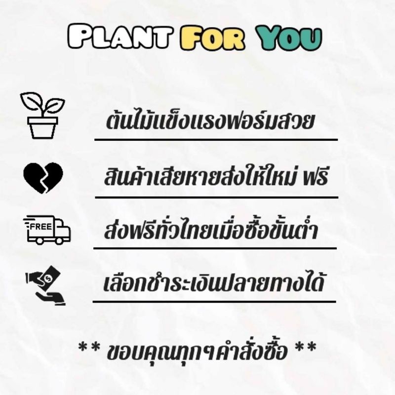 🌲🌲 ต้นมอนสเตอร่า Monsteraชุดใหญ่ 2ต้น 2กอ พร้อมกระถาง12