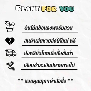 ☘️ช้อนเงินช้อนทอง Ficus Annulata (ต้นไม้ฟอกอากาศ) พร้อมกระถางเบลล่า5"(นิ้ว)+เม็ดPopper+ขาตั้งไม้สน