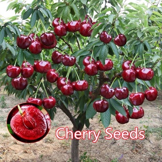 30 เมล็ด/ซอง Cherry Seeds Fruit Seeds ต้นผลไม้ ต้นผลไม้ถูกๆ ต้นไม้ผลกินได้ พันธุ์ไม้ผล เมล็ดบอนสี ต้นไม้ฟอกอากาศ