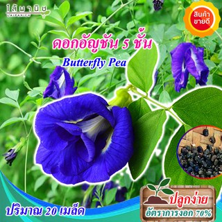 เมล็ดดอกอัญชัน   20 เมล็ด  ปลูกง่าย ไร้สารพิษ เมล็ดคุณภาพ