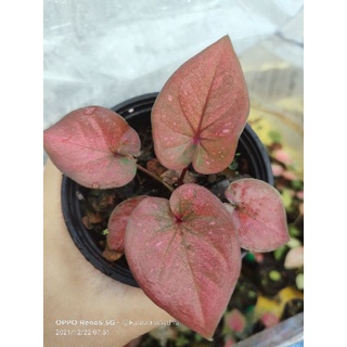 บอนสีณ.เมืองนนท์สวยและหายากนะคะ ต้นที่ส่งมี3-4ใบ