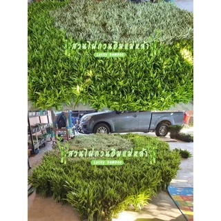 ไผ่กวนอิม ต้นตรง (มัดละ 20 ต้น) สูง 30-35 ซม. จากโคนถึงปลายยอด