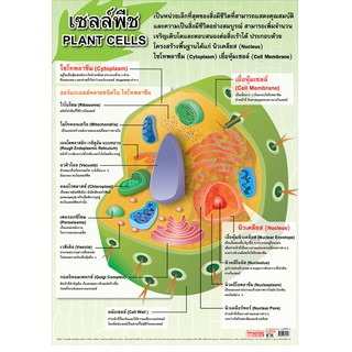 โปสเตอร์เรื่องเซลส์พืช #EP-112 โปสเตอร์พลาสติก โปสเตอร์สื่อการเรียนรู้