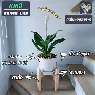 🌼 ต้นเดหลี Peace Lily ครบชุดพร้อมกระถางพลาสติก10"+จานรอง+เม็ด Popper+ขาตั้ง (ต้นไม้ฟอกอากาศ)