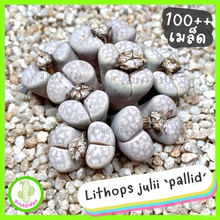 ถูกสุดๆ เมล็ดไลทอป 200+ เมล็ด 100 บาท, ชุดปลูก เมล็ดไลทอปมิกส์ | Lihops Seedsseeds/มักกะโรนี/บุรุษ/สร้อยข้อมือ/ขึ้นฉ่าย/