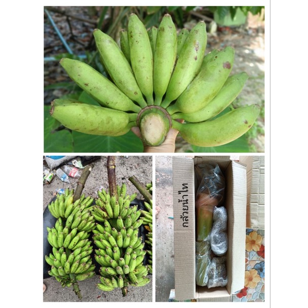 หน่อกล้วยน้ำไท กล้วยโบราณหาทานยาก  หน่อละ 120บาท