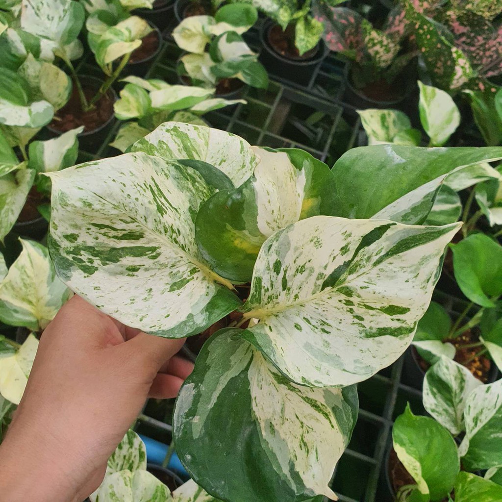 มุมมอง 3