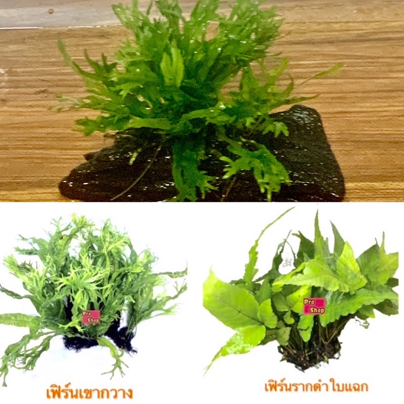 เฟิร์นเขากวาง (Microsorium winderlov) ไม้น้ำ กอใหญ่ใบเยอะ