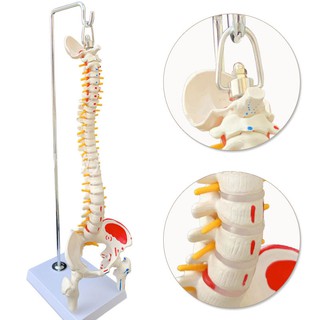 [พร้อมส่ง] คุณภาพสูง 45/85CM กระดูกสันหลัง Anatomical Spine Model Pelvic Flexible Model Medical Teaching Anatomy Model