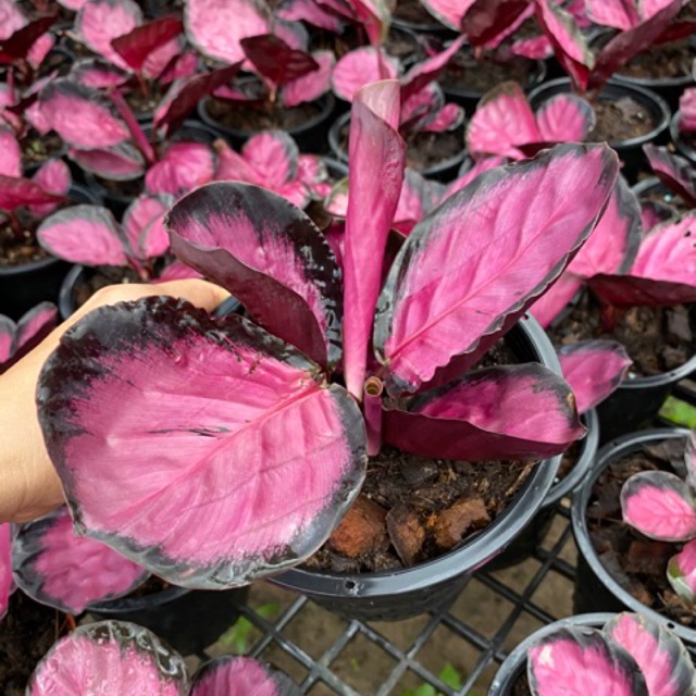 ต้นคล้าคริมสัน ไม้มงคลใบสวยงาม