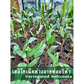 (1 ต้น)พร้อมจัดส่ง ต้นเฮลิโคเนียด่างลายฟลอริด้า Variegated heliconia คละความสูง คละกระถางจัดส่ง ส่งยกกระถาง