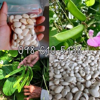 ถั่วพร้า (เป็นพืชปุ๋ยสด)สินค้าขายดี