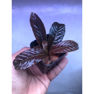 ardisia sp. ใบสีน้ำตาลแดง